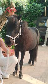Pony mascio