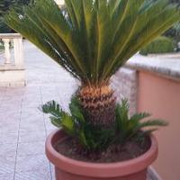 Cycas