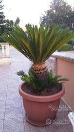 Cycas
