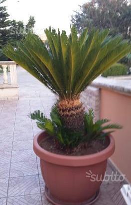 Cycas