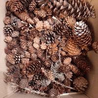 Stock 200 Pigne Piccole Decorative