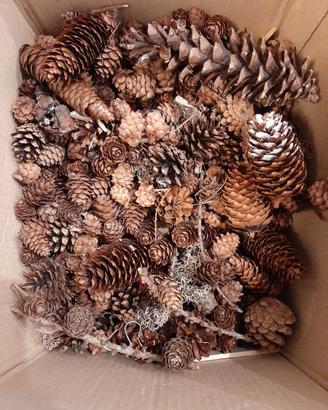 Stock 200 Pigne Piccole Decorative