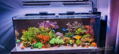 acquario marino completo