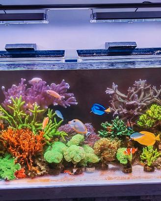 acquario marino completo