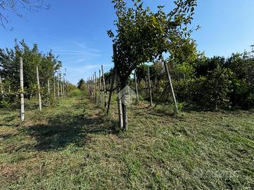 TER. AGRICOLO A MIRANO