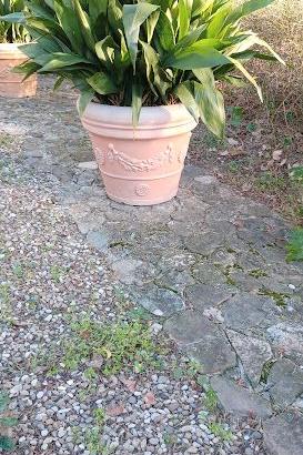 Vasi da giardino in resina con aspidistre