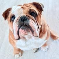 Bulldog ingese maschio per monta