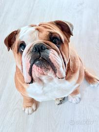Bulldog ingese maschio per monta
