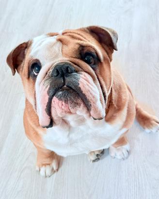Bulldog ingese maschio per monta