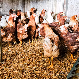 Galline ovaiole