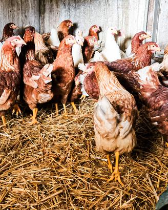 Galline ovaiole