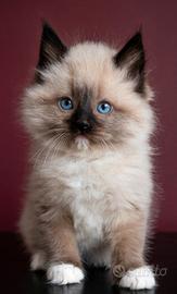 Ragdoll