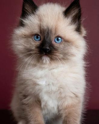 Ragdoll