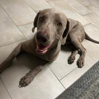 Weimaraner