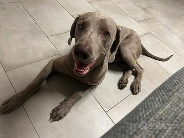 Weimaraner