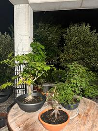 bonsai acero