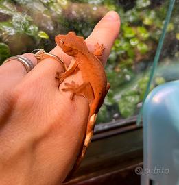 Cedo C. ciliatus morph vari