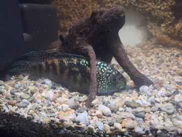 Ciclide Lamprologus/ Neolamprologus