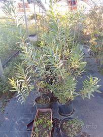 Oleandri Fiore Rosa