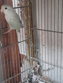 Femmina d'inseparabili di 9 mesi