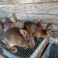 Conigli incrocio lepre belga