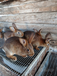 Conigli incrocio lepre belga