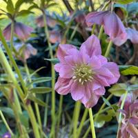 Elleboro rosso a fiore doppio