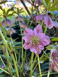 Elleboro rosso a fiore doppio