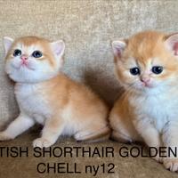 British Shorthair golden.Gattini Scottish straight