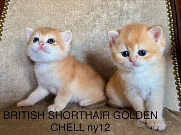 British Shorthair golden.Gattini Scottish straight