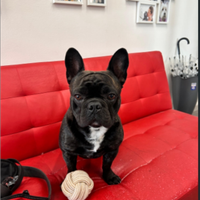 Bull dog francese maschio disp. Per accoppiamento