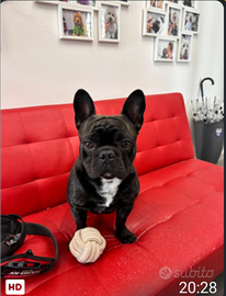 Bull dog francese maschio disp. Per accoppiamento