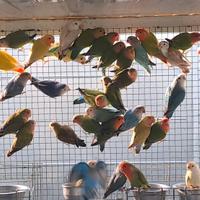 Pappagalli inseparabili