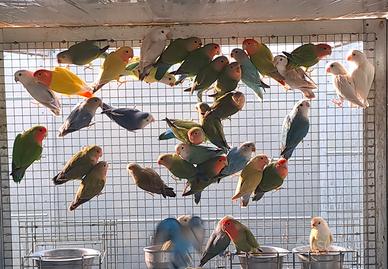 Pappagalli inseparabili