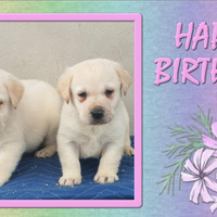 Labrador con pedigree ENCI