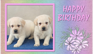 Labrador con pedigree ENCI