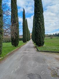 Contratto transitorio bilocale Castello Torregalli