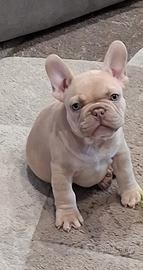 Bulldog francese