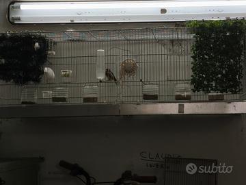 Coppia di cardellini di 2anni