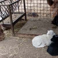 Pecore nane d'ouessant