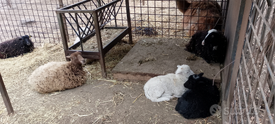 Pecore nane d'ouessant