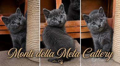Gattina razza Certosino con pedigree