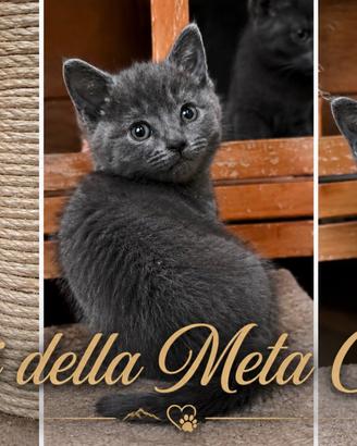 Gattina razza Certosino con pedigree