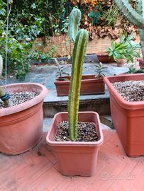 cactus 60 cm