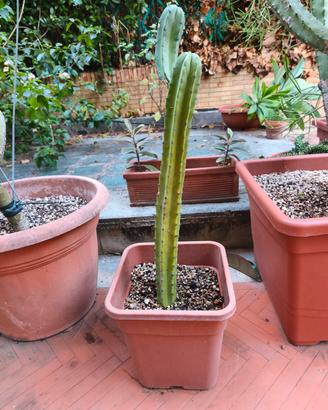 cactus 60 cm