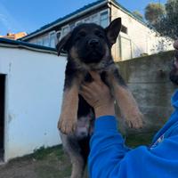 Cuccioli di pastore tedesco