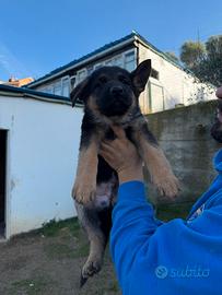 Cuccioli di pastore tedesco
