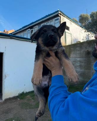 Cuccioli di pastore tedesco
