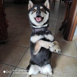 Cercasi Shiba Inu maschio x accoppiamento