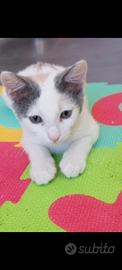 Gattina Perla